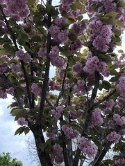 Prunus