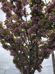 Prunus