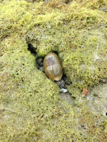 Erroneous Cowry