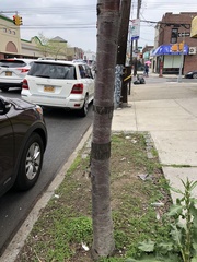 Prunus