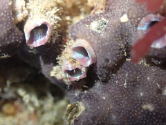 Asterocarpa humilis
