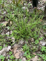 Carex corrugata