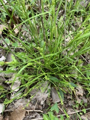 Carex corrugata