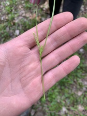 Carex corrugata