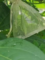 Trichosanthes cucumerina