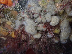 Pseudodistoma opacum