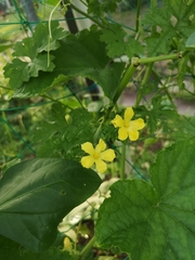 Trichosanthes cucumerina