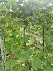 Trichosanthes cucumerina