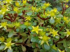 Sedum formosanum