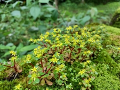 Sedum formosanum