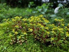 Sedum formosanum