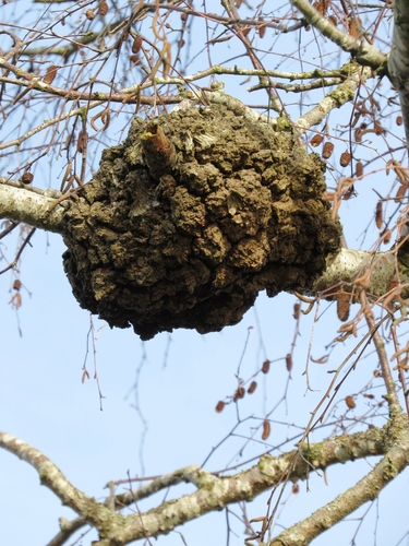 Diplodia tumefaciens