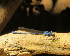 Argia chelata
