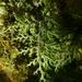 Hymenophyllum villosum - Photo (c) Leon Perrie, some rights reserved (CC BY-NC-SA), uploaded by Leon Perrie