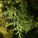 Hymenophyllum villosum - Photo (c) Leon Perrie,  זכויות יוצרים חלקיות (CC BY-NC-SA), הועלה על ידי Leon Perrie