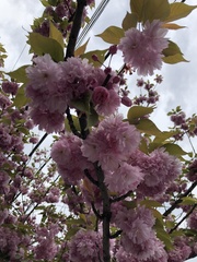 Prunus