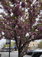 Prunus
