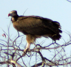 Trigonoceps occipitalis