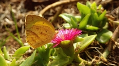 Eurema laeta