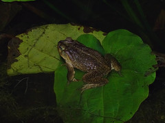 Rhinella icterica