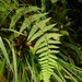 Sticky Pig Fern - Photo (c) Leon Perrie, some rights reserved (CC BY-NC-SA), uploaded by Leon Perrie