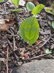 Maianthemum canadense