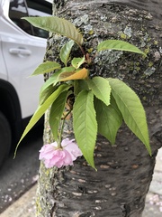 Prunus