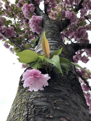 Prunus