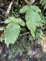 Tectaria polymorpha
