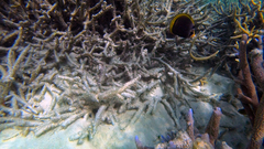 Chaetodon flavirostris