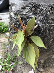 Prunus