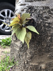 Prunus