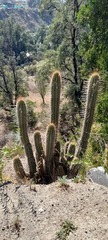 Trichocereus chiloensis chiloensis