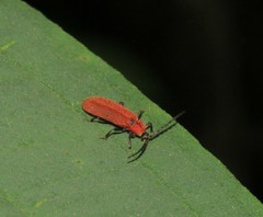 Dictyoptera