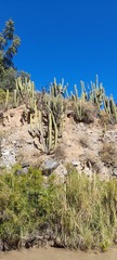 Trichocereus chiloensis chiloensis