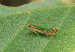 Stephanolla quepelana