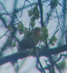 Piranga olivacea