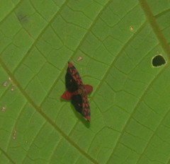 Ladoffa dependens
