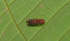 Ladoffa dependens