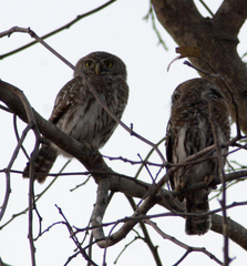 Glaucidium perlatum