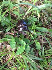 Heterogomphus bourcieri