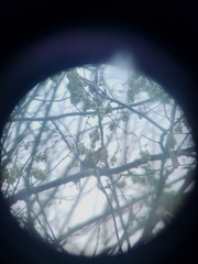 Piranga olivacea