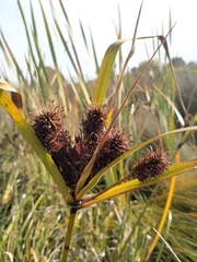 Cyperus ustulatus