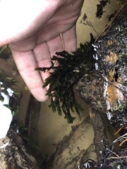 Fissidens grandifrons