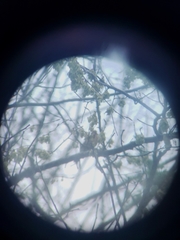 Piranga olivacea