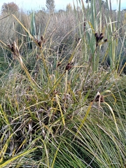 Cyperus ustulatus