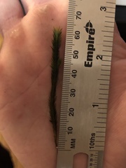 Fissidens grandifrons