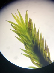 Fissidens grandifrons