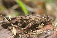 Ingerophrynus biporcatus