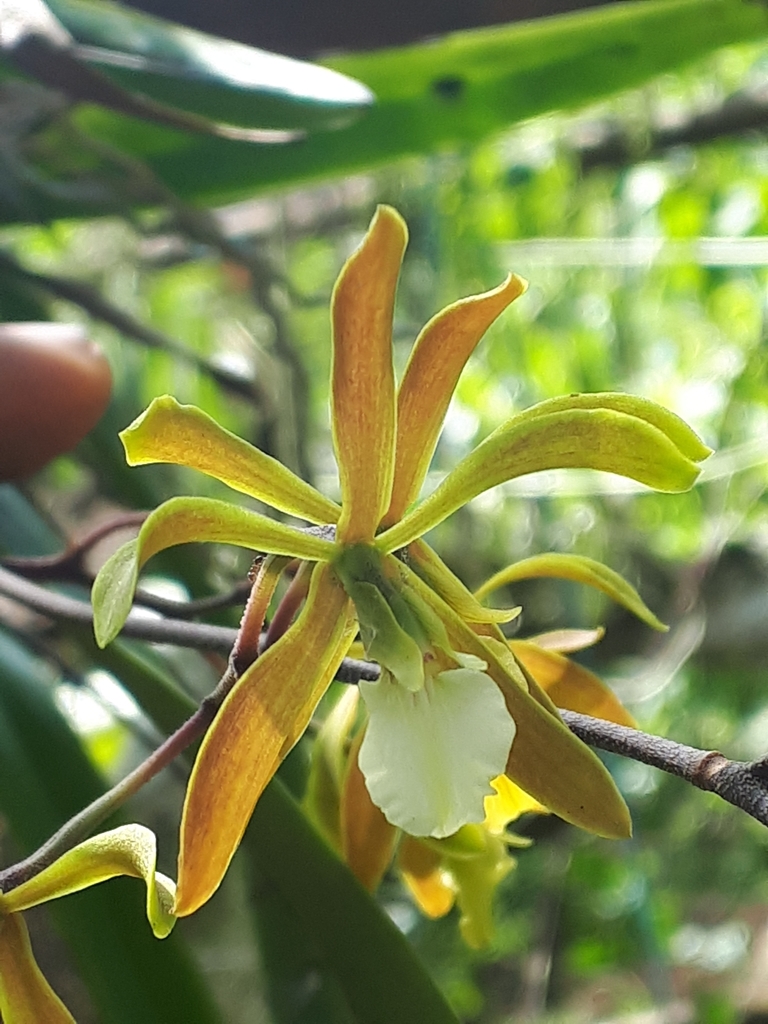 Encyclia stellata (Lindl.) Schltr. 3